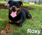Small Photo #1 Rottweiler Puppy For Sale in SEATTLE, WA, USA
