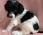 Small #2 Poodle (Standard)