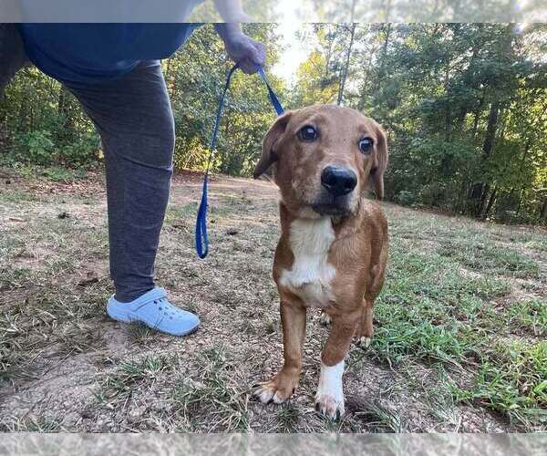 Medium Photo #3 Beagle-Unknown Mix Puppy For Sale in New York, NY, USA
