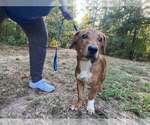 Small Photo #3 Beagle-Unknown Mix Puppy For Sale in New York, NY, USA