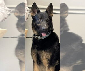 German Shepherd Dog Dogs for adoption in Foristell, MO, USA