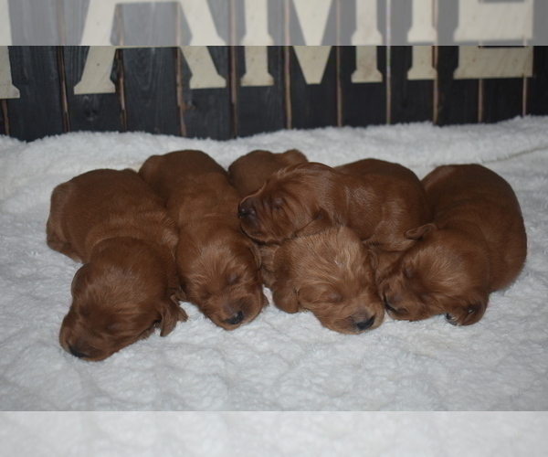 Medium Photo #14 Goldendoodle Puppy For Sale in AZLE, TX, USA