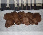 Small Photo #14 Goldendoodle Puppy For Sale in AZLE, TX, USA