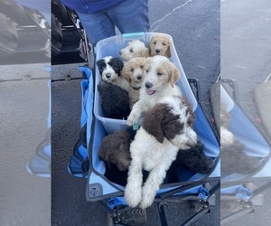 Goldendoodle Litter for sale in GROVE CITY, PA, USA