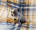 Small Photo #12 Boston Terrier Puppy For Sale in POMEROY, OH, USA