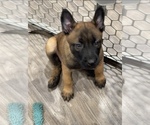 Small Photo #109 Belgian Malinois Puppy For Sale in REESEVILLE, WI, USA