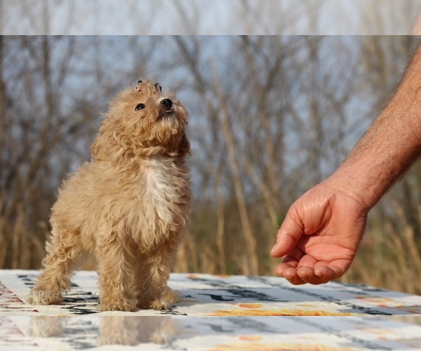 Medium Photo #4 Poodle (Toy) Puppy For Sale in DYERSBURG, TN, USA