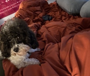 Poodle (Toy) Puppy for sale in ZEBULON, NC, USA