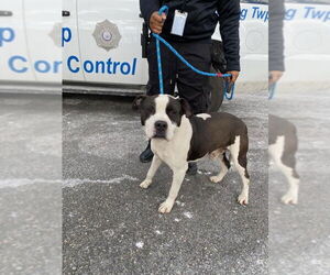 Jett - Male American Staffordshire Terrier Dog for Adoption - Photo #3