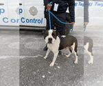 Small #2 American Staffordshire Terrier