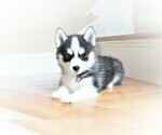 Small Photo #3 Pomsky Puppy For Sale in DRACUT, MA, USA