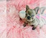 Small #23 French Bulldog