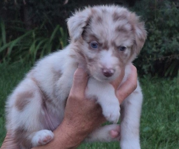 Medium Photo #1 Border-Aussie Puppy For Sale in BLUE RIVER, WI, USA