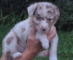 Puppy Marigold Border-Aussie