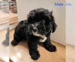 Puppy Spot Coton de Tulear-Poodle (Toy) Mix