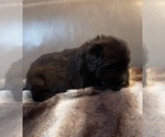 Small Photo #3 Caucasian Shepherd Dog Puppy For Sale in TWINING, MI, USA
