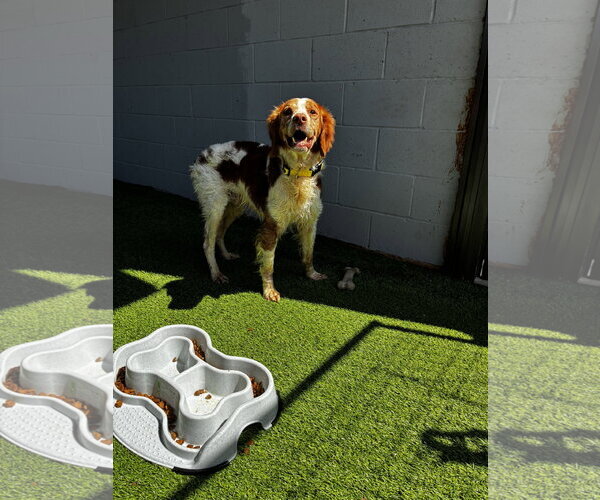 Medium Photo #5 Brittany Puppy For Sale in Curwensville, PA, USA