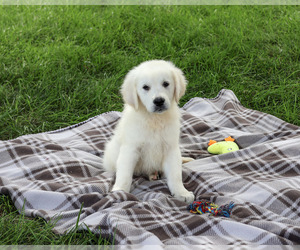 Golden Retriever Puppy for sale in SYRACUSE, IN, USA