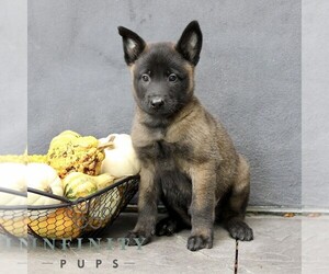 Belgian Malinois Puppy for sale in RONKS, PA, USA