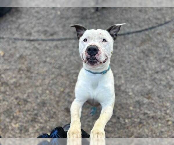 Medium Photo #1 American Pit Bull Terrier-American Staffordshire Terrier Mix Puppy For Sale in phoenix, AZ, USA