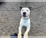 Small American Pit Bull Terrier-American Staffordshire Terrier Mix