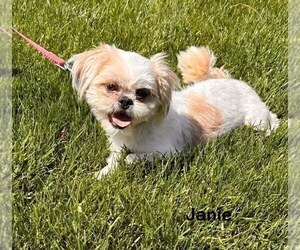 Mother of the Shih Tzu puppies born on 02/26/2026
