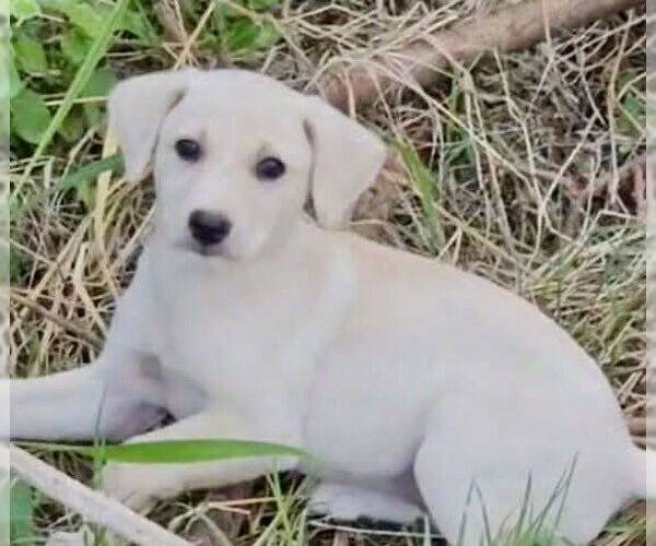 Medium Photo #5 Labrador Retriever-Unknown Mix Puppy For Sale in Jefferson, NJ, USA