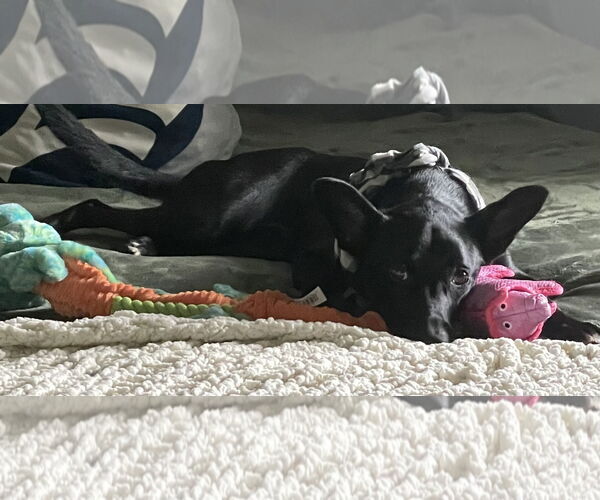 Medium Photo #2 Labrador Retriever-Unknown Mix Puppy For Sale in Royal Palm Beach, FL, USA