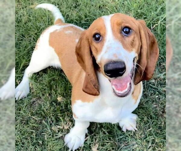 Medium Photo #1 Basset Hound Puppy For Sale in Deepwater, NJ, USA