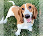 Small Basset Hound