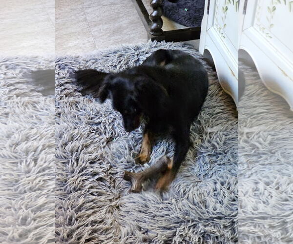Medium Photo #8 Markiesje-Spaniel Mix Puppy For Sale in Oakhurst, NJ, USA