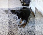 Small #7 Markiesje-Spaniel Mix