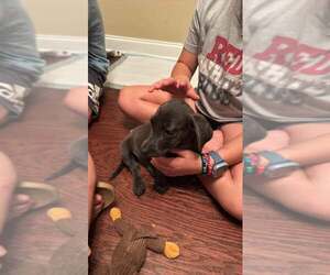 Spot - Grey - Female Dachsador Dog for Adoption - Photo #2