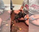 Small Photo #2 Dachsador Puppy For Sale in Jacksonville, NC, USA