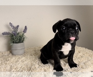 French Bulldog Puppy for sale in FRANKLIN, IN, USA