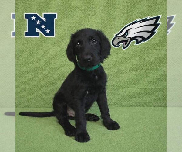 Medium Photo #1 Poodle (Standard)-Unknown Mix Puppy For Sale in New Oxford , PA, USA