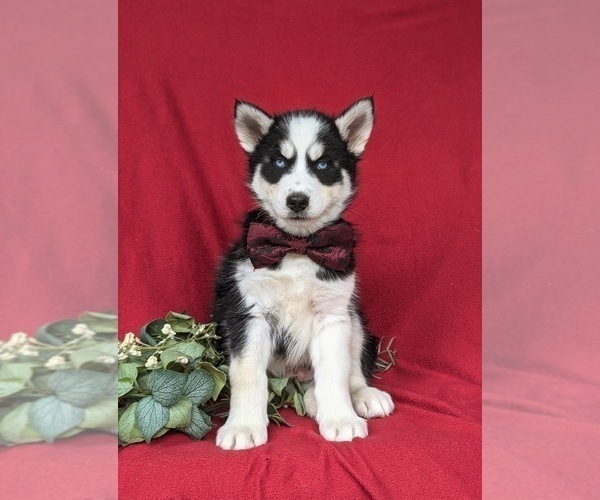 Medium Photo #4 Siberian Husky Puppy For Sale in QUARRYVILLE, PA, USA