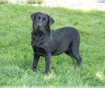 Image preview for Ad Listing. Nickname: Millie