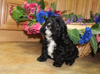 Cavachon Puppy for sale in TACOMA, WA, USA