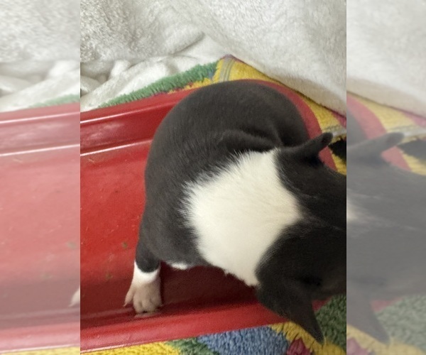 Medium Photo #7 Boston Terrier Puppy For Sale in FREDONIA, KS, USA