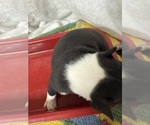 Small #6 Boston Terrier