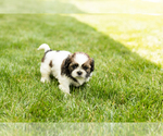 Small #2 Shih Tzu