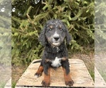 Small #4 Bernedoodle (Miniature)