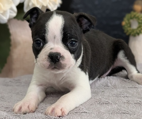 Medium Photo #16 Boston Terrier Puppy For Sale in GOSHEN, IN, USA