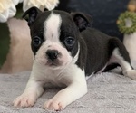 Small Photo #16 Boston Terrier Puppy For Sale in GOSHEN, IN, USA