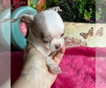 Sterling - Male Chihuahua Puppy for Sale - Photo #4