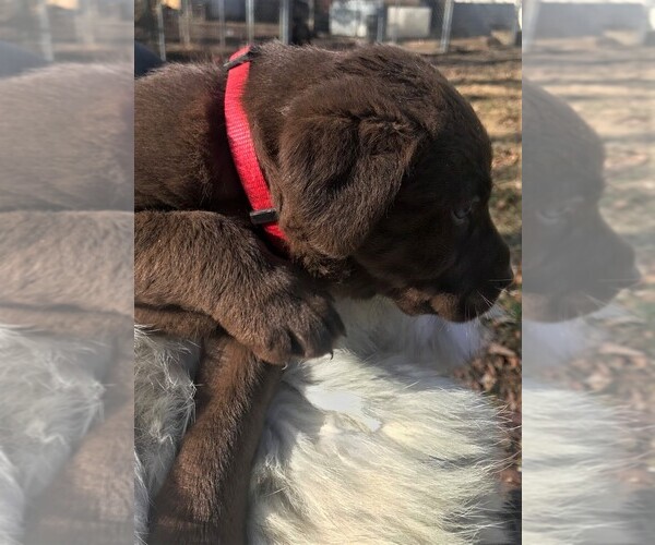 Medium Photo #1 Labrador Retriever Puppy For Sale in WILLARD, MO, USA