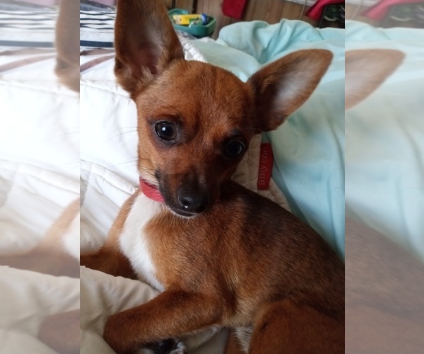 Medium Photo #1 Chihuahua Puppy For Sale in SHALLOTTE, NC, USA