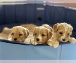 Small Photo #14 Cavachon-Cavapoo Mix Puppy For Sale in MONTECITO, CA, USA