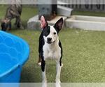 Small #1 American Pit Bull Terrier Mix